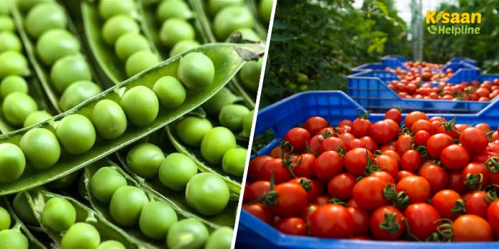 मटर और टमाटर का उचित भाव नहीं मिलने से किसान परेशान, लागत भी नहीं निकाल पा रहे किसान